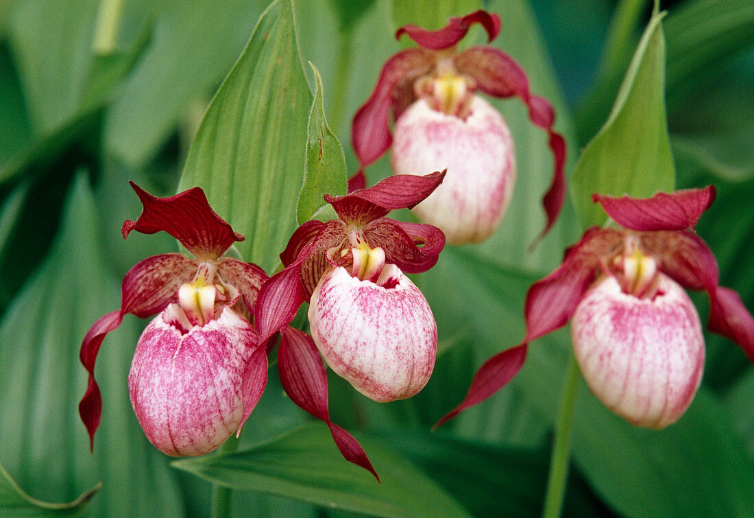 Cypripedium 'Gisela' (lady's slipper), flowers