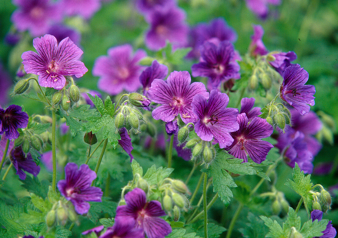 Geranium himalayense (Himalayan cranesbill)