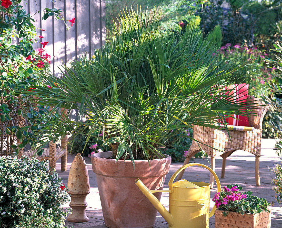 Chamaerops humilis (dwarf palm), Bacopa