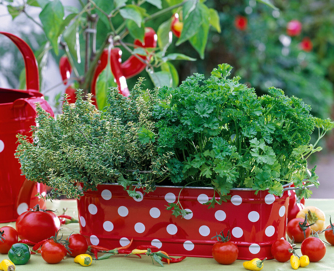 Herb box with Petroselinum, Thymus citriodorus 'Golden King'