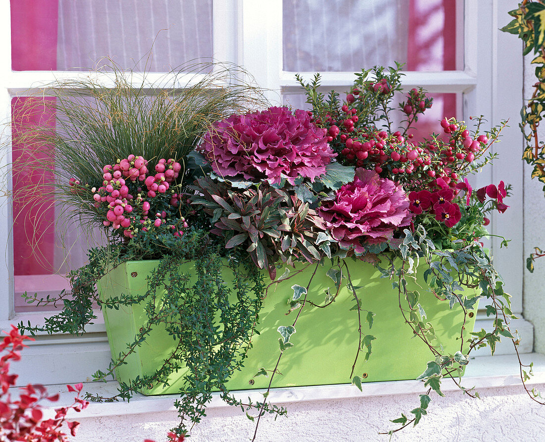 Brassica (ornamental cabbage), Pernettya (peat myrtle), Viola cornuta