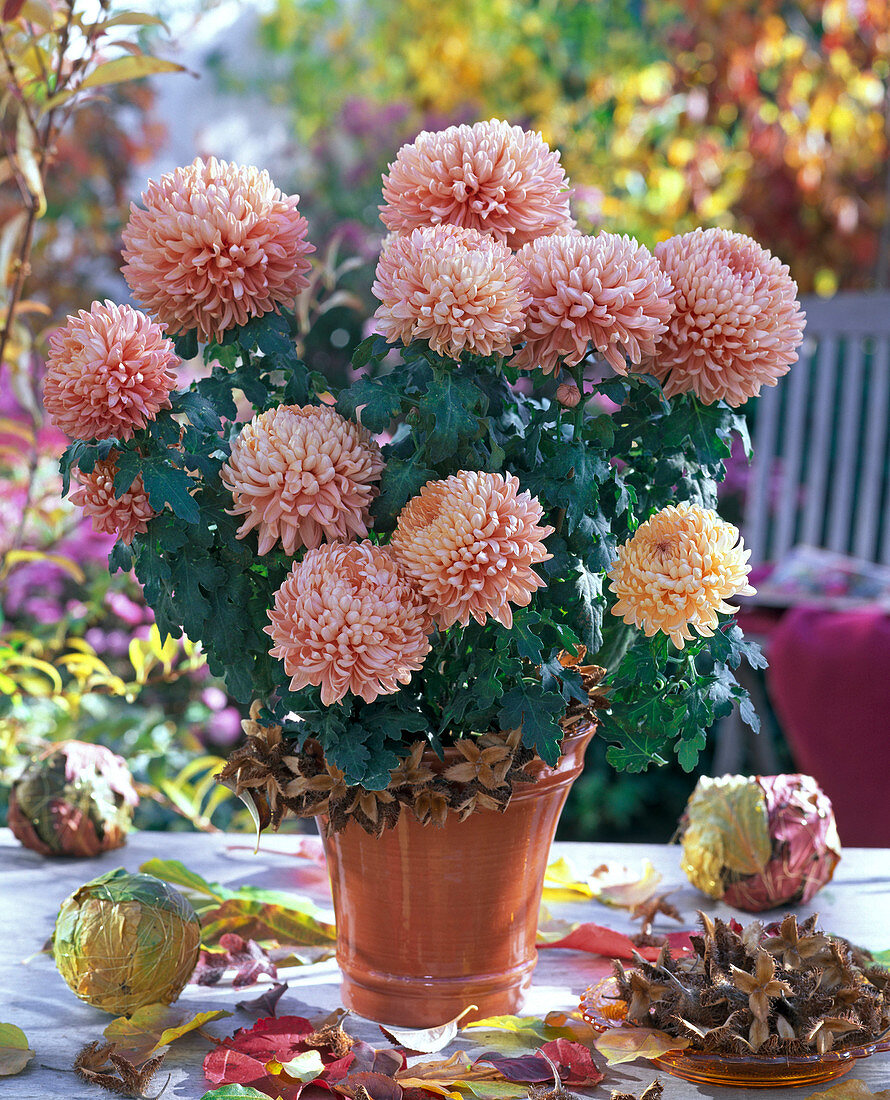 Chrysanthemum grandiflorum (large-flowered decorative Chrysanthemum)