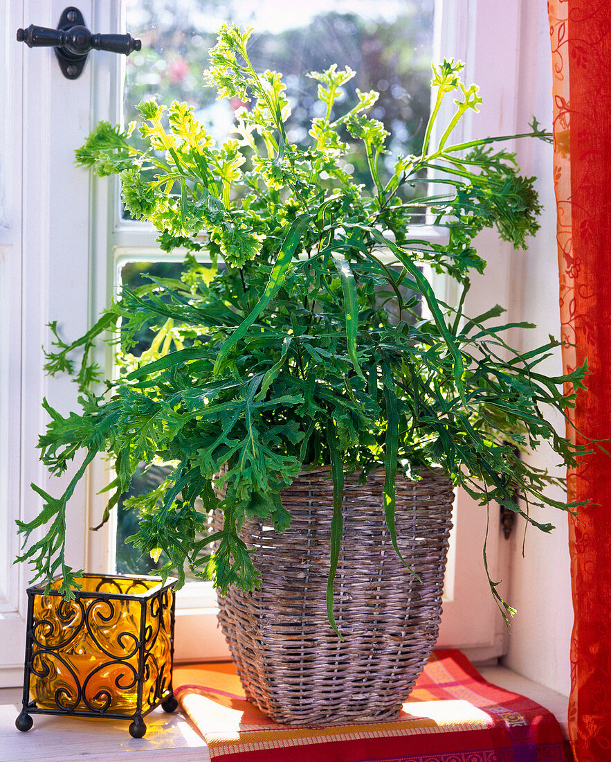 Pteris cretica 'Roeweri' (Cretan hem fern) in basket on windowsill
