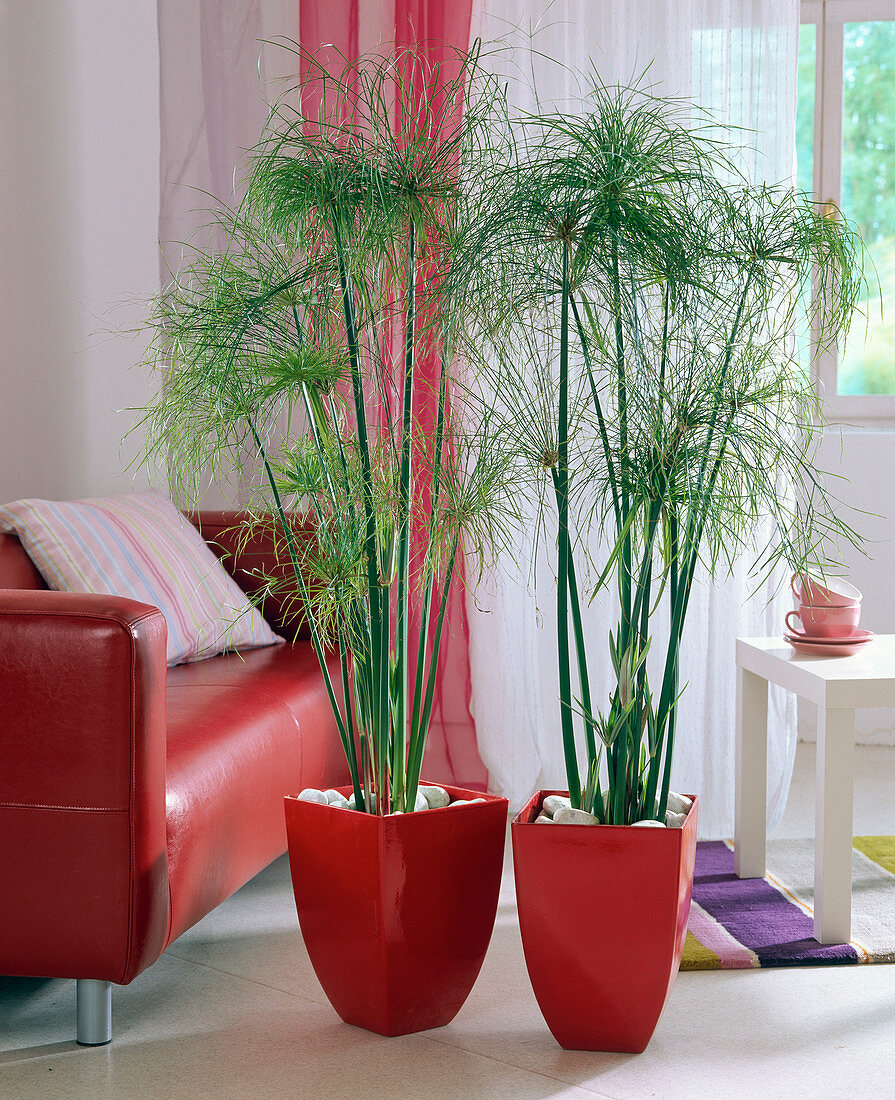 Cyperus papyrus (Papyrusgras) in roten Töpfen mit Kieselsteinen