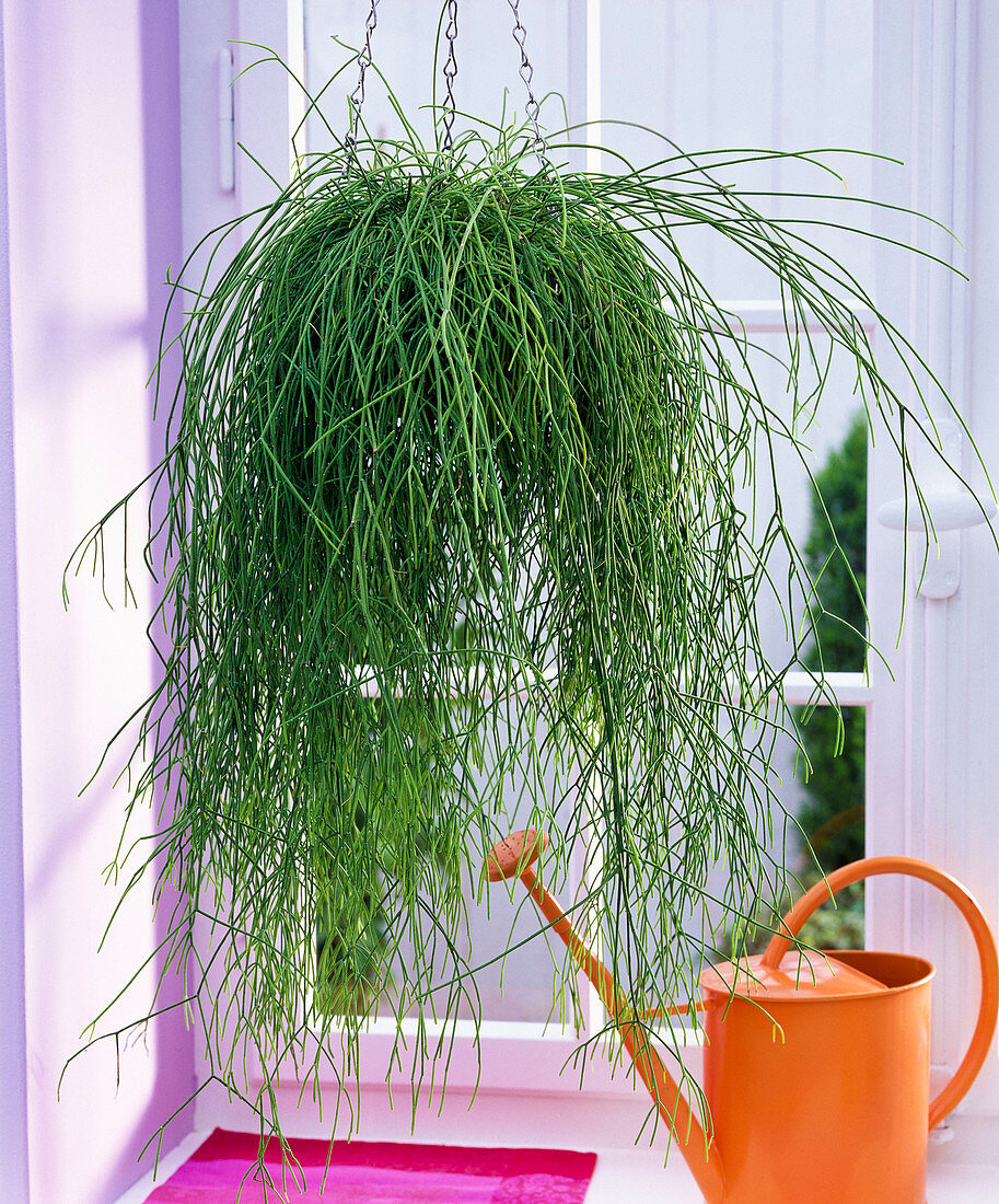 Rhipsalis cassutha 'Rotskoraal' in hanging basket, orange watering can