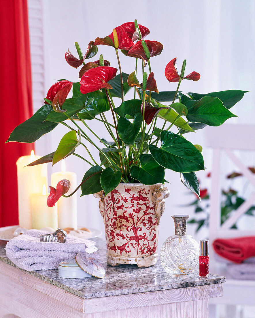 Anthurium andreanum (Flamingo flower) in a patterned planter on the table