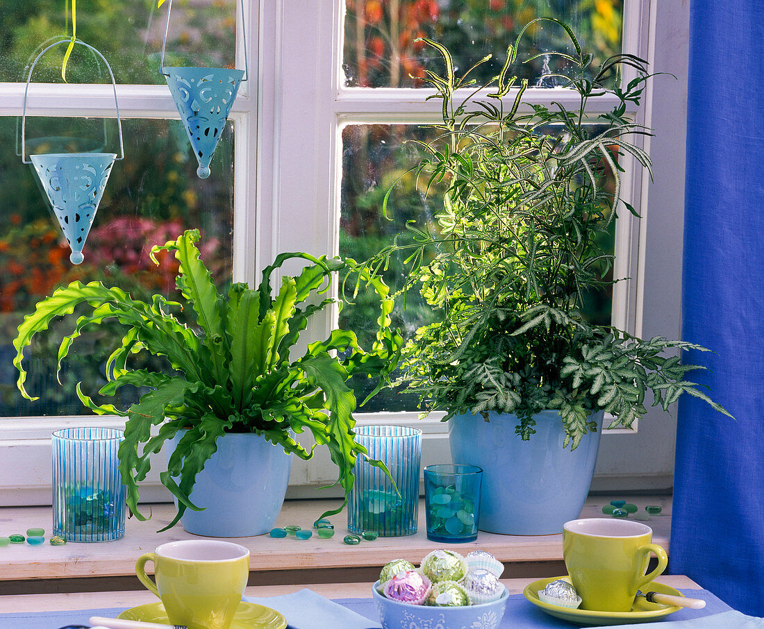 Asplenium antiquum 'Osaka' (striped fern), Pteris ensiformis 'Evergemiensis'.