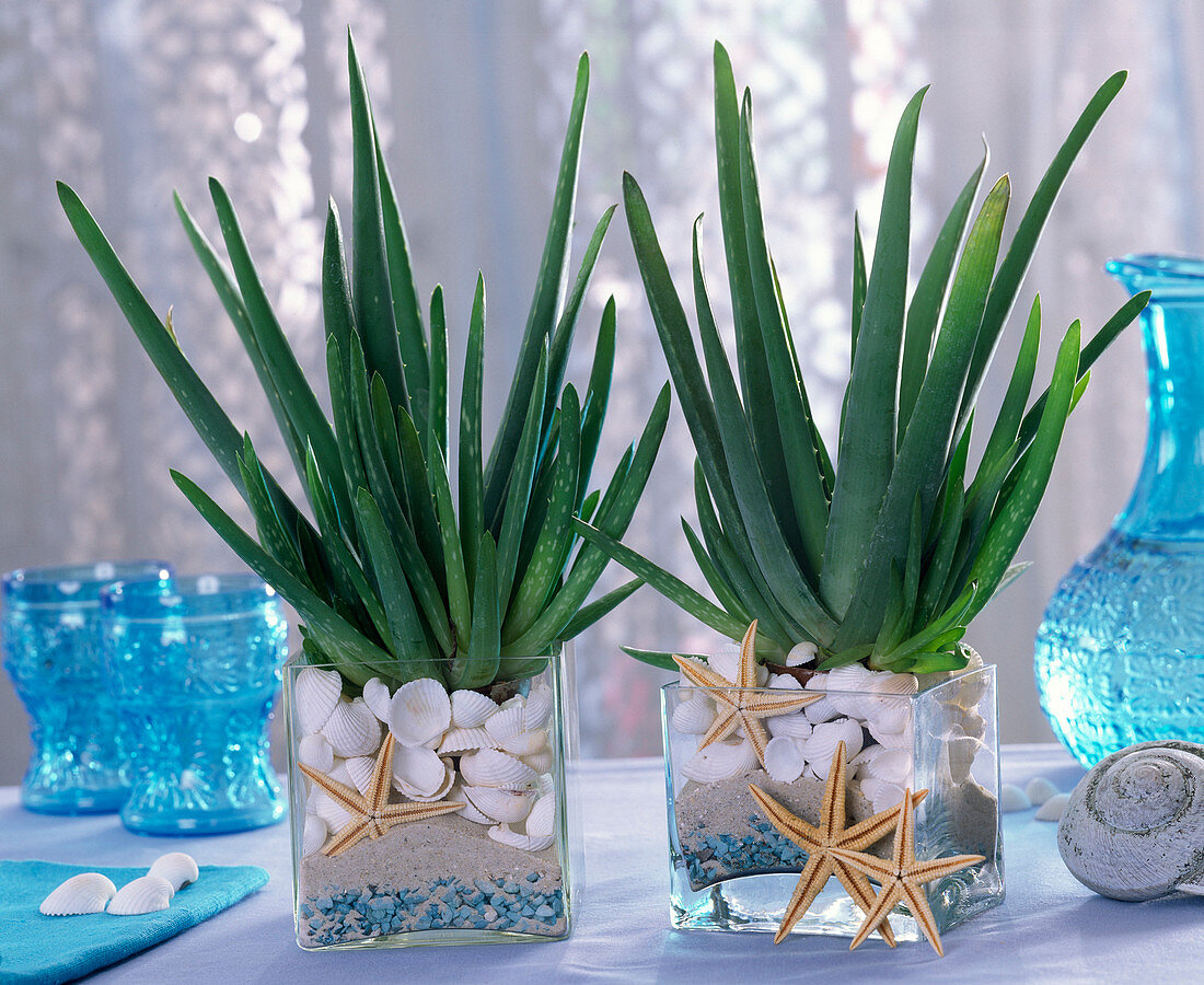 Aloe vera, in glasses with sand, blue stones, shells