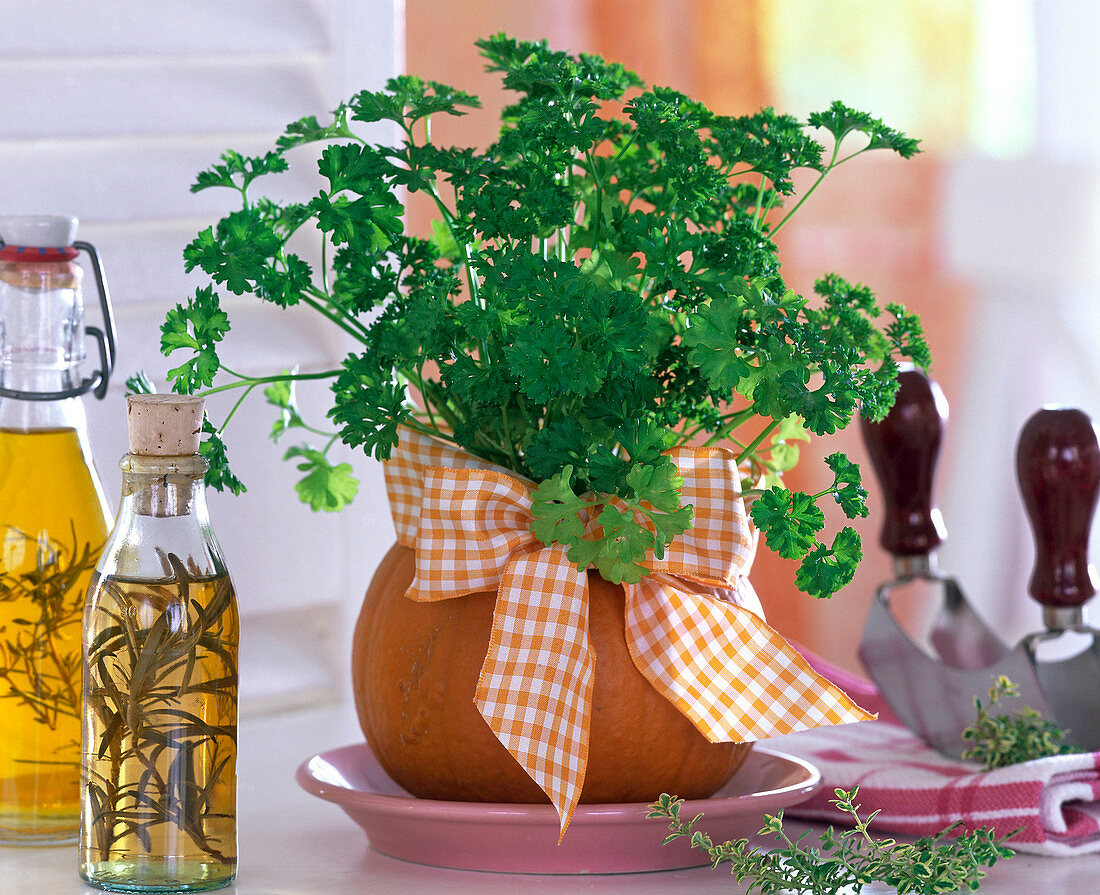 Petroselinum (Petersilie) in ausgehöhltem Cucurbita (Kürbis) mit Schleife