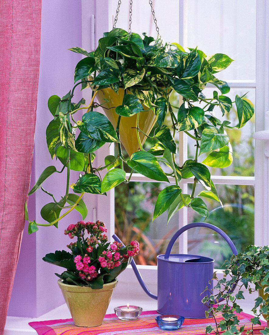 Epipremnum (Ivy) in a hanging basket in the window, Kalanchoe (Flaming Cheetah)