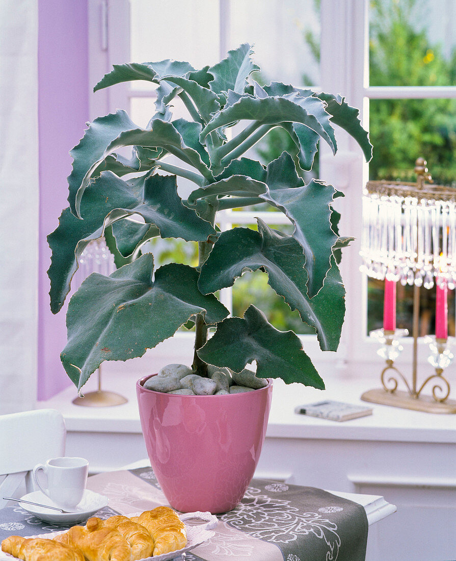 Kalanchoe beharensis in pink planter on the table, espresso cup, pastry