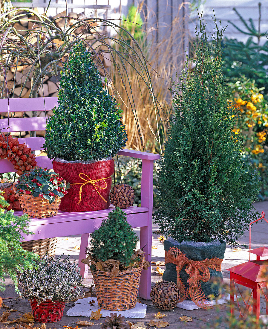 Buxus (box), Thuja (Tree of Life), Picea glauca 'Conica'