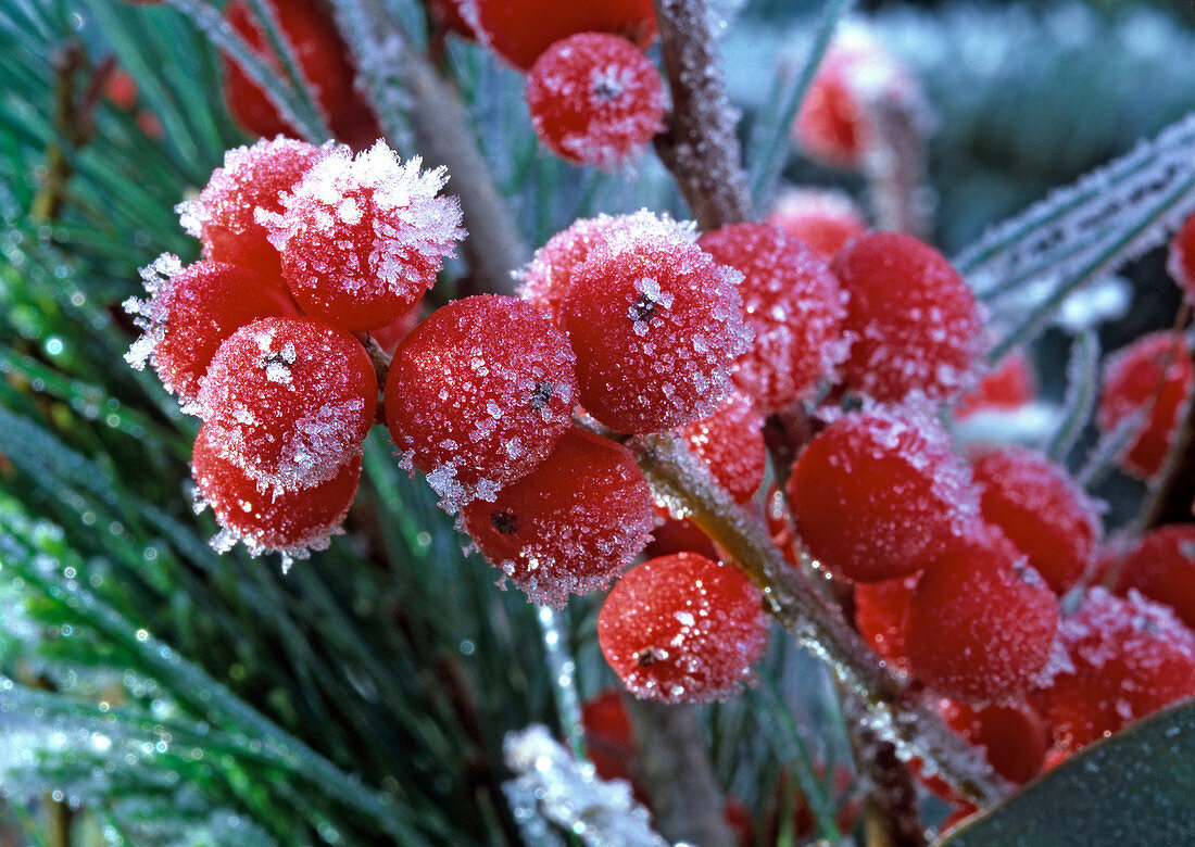 Ilex verticillata (Red Winterberry)