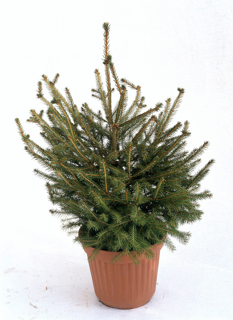 Picea abies (Rot-Fichte) als Freisteller