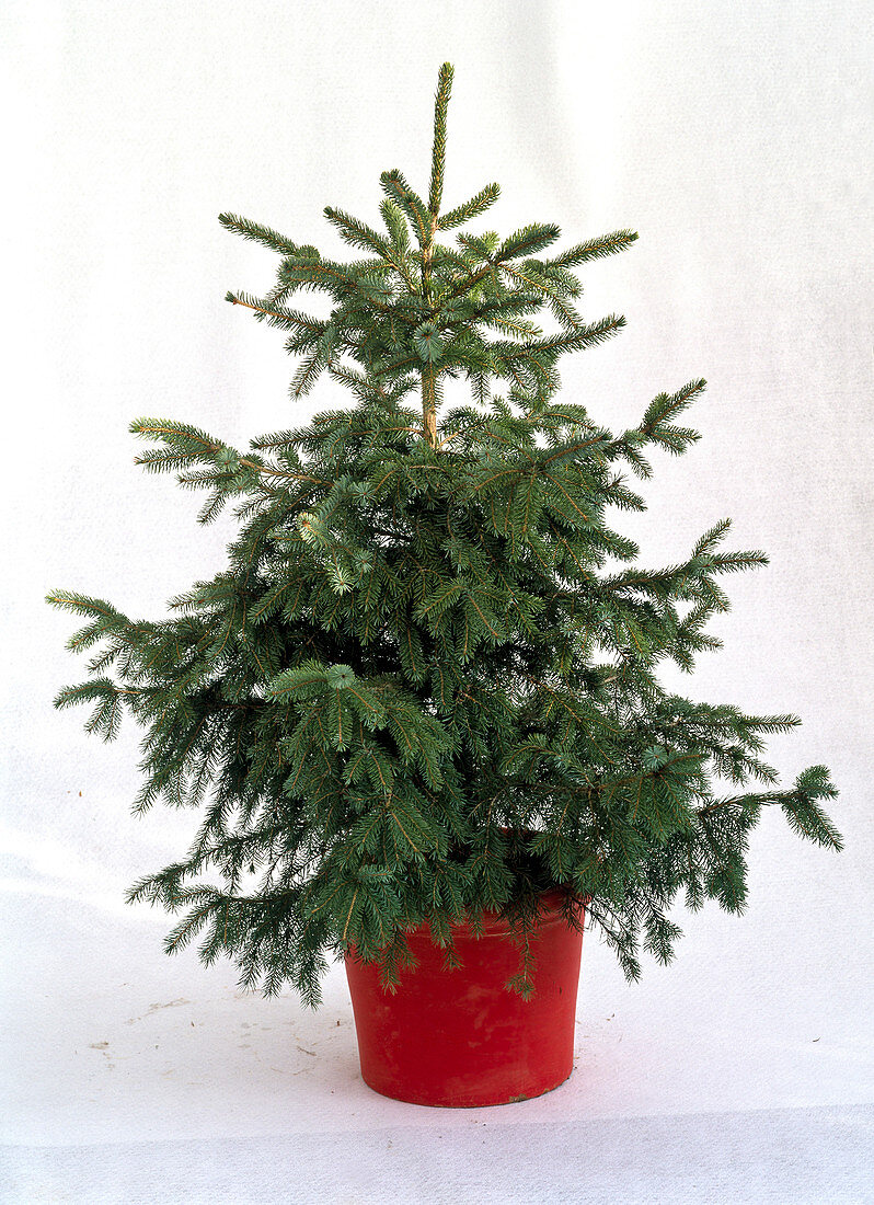 Picea omorika in pot as a cut out, unadorned