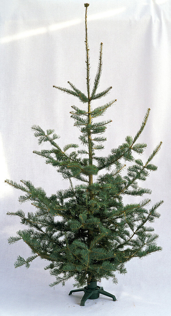 Abies concolor (Colorado-Tanne) in Weihnachtsbaumständer als Freisteller
