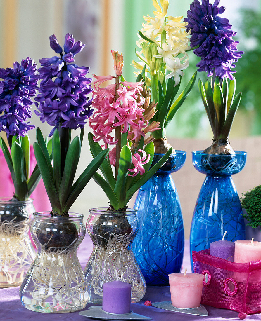 Hyacinthus orientalis (Hyazinthen) auf Gläsern gezogen