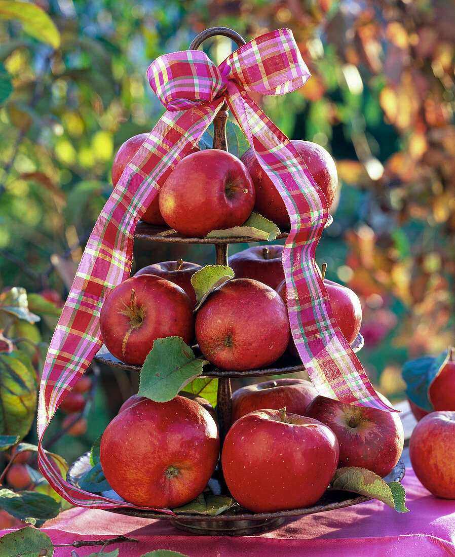 Malus (red apples) on a metal tray, leaves, chequered ribbon
