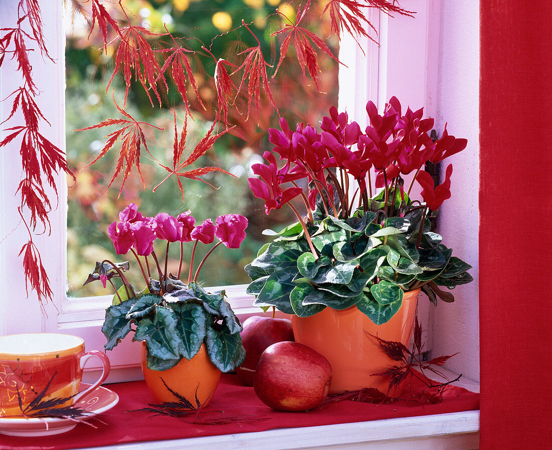 Cyclamen (Alpenveilchen) in orangen Übertöpfen auf der Fensterbank, Malus