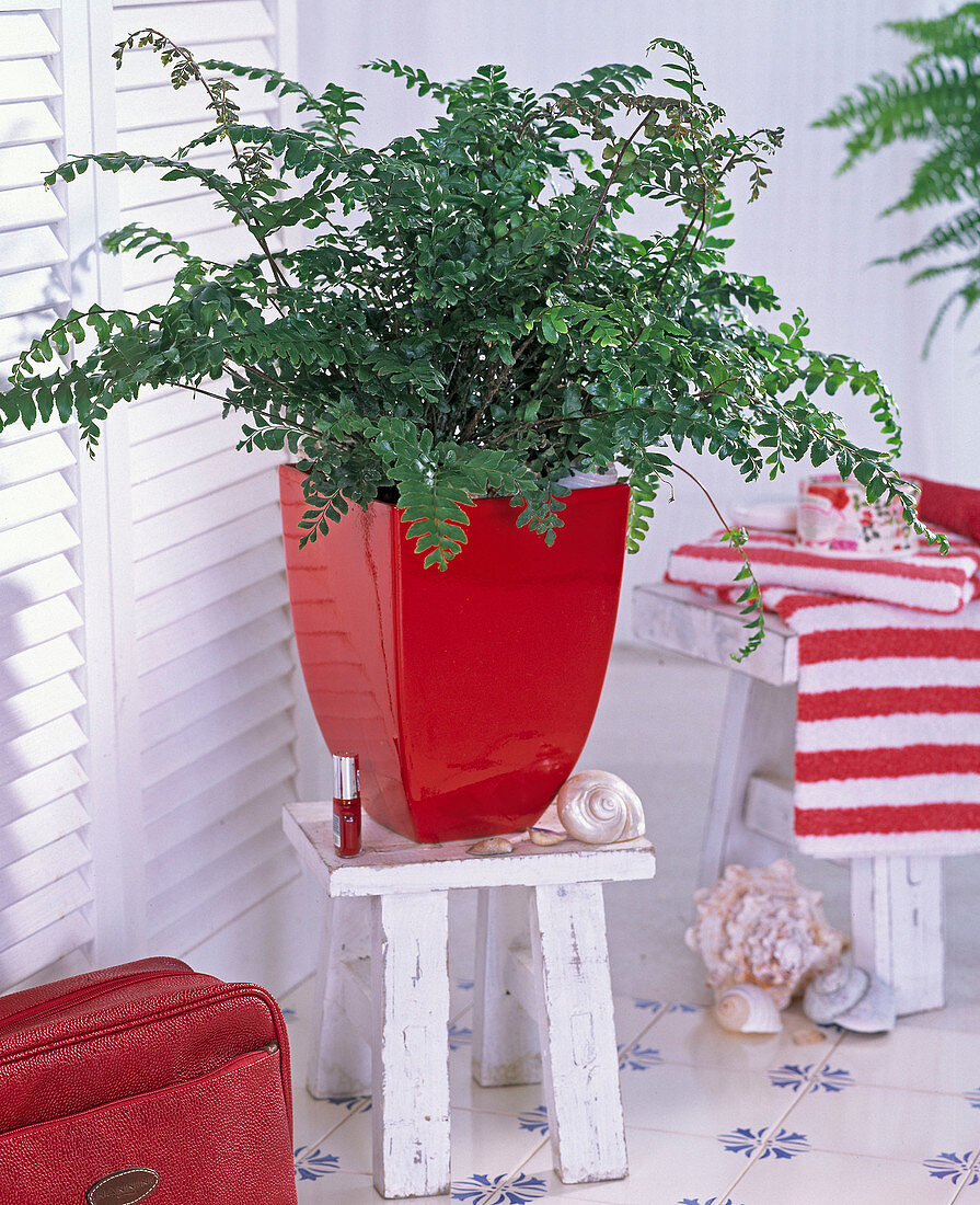 Plant in the bath, Didymochlaena (Erdfarn) in red planter