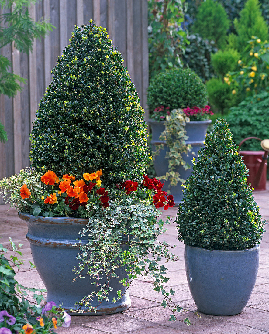 Buxus (box) pyramids in blue tubs