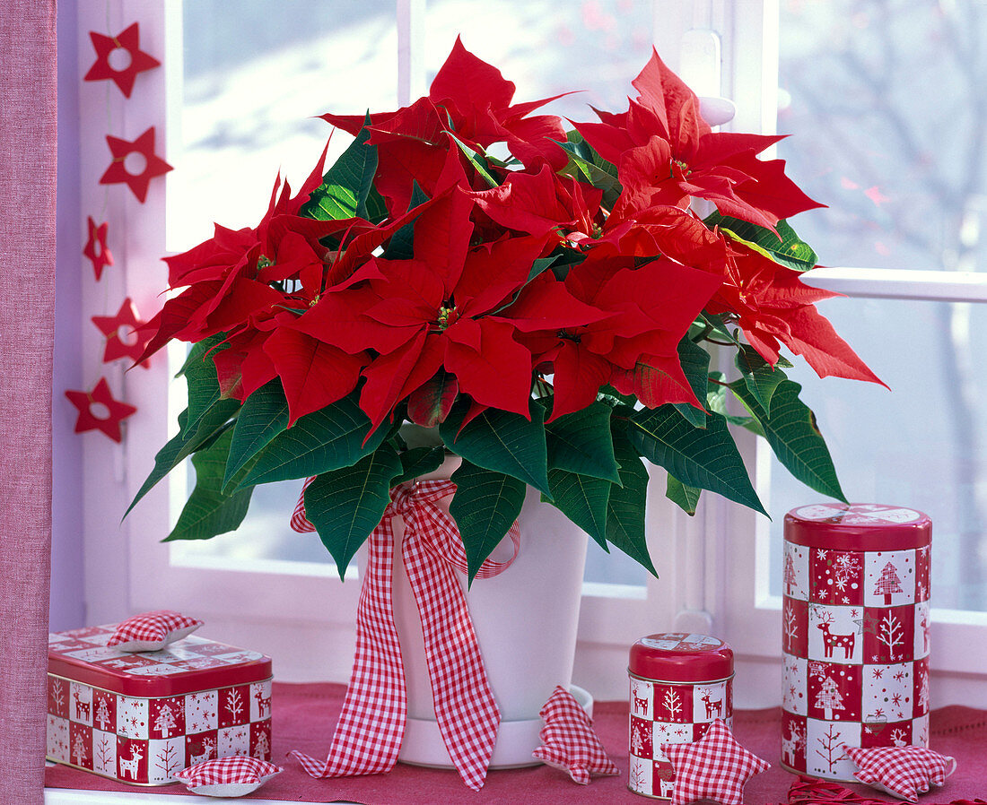 Roter Euphorbia pulcherrima (Weihnachtsstern) mit Schleife am Fenster, Dosen