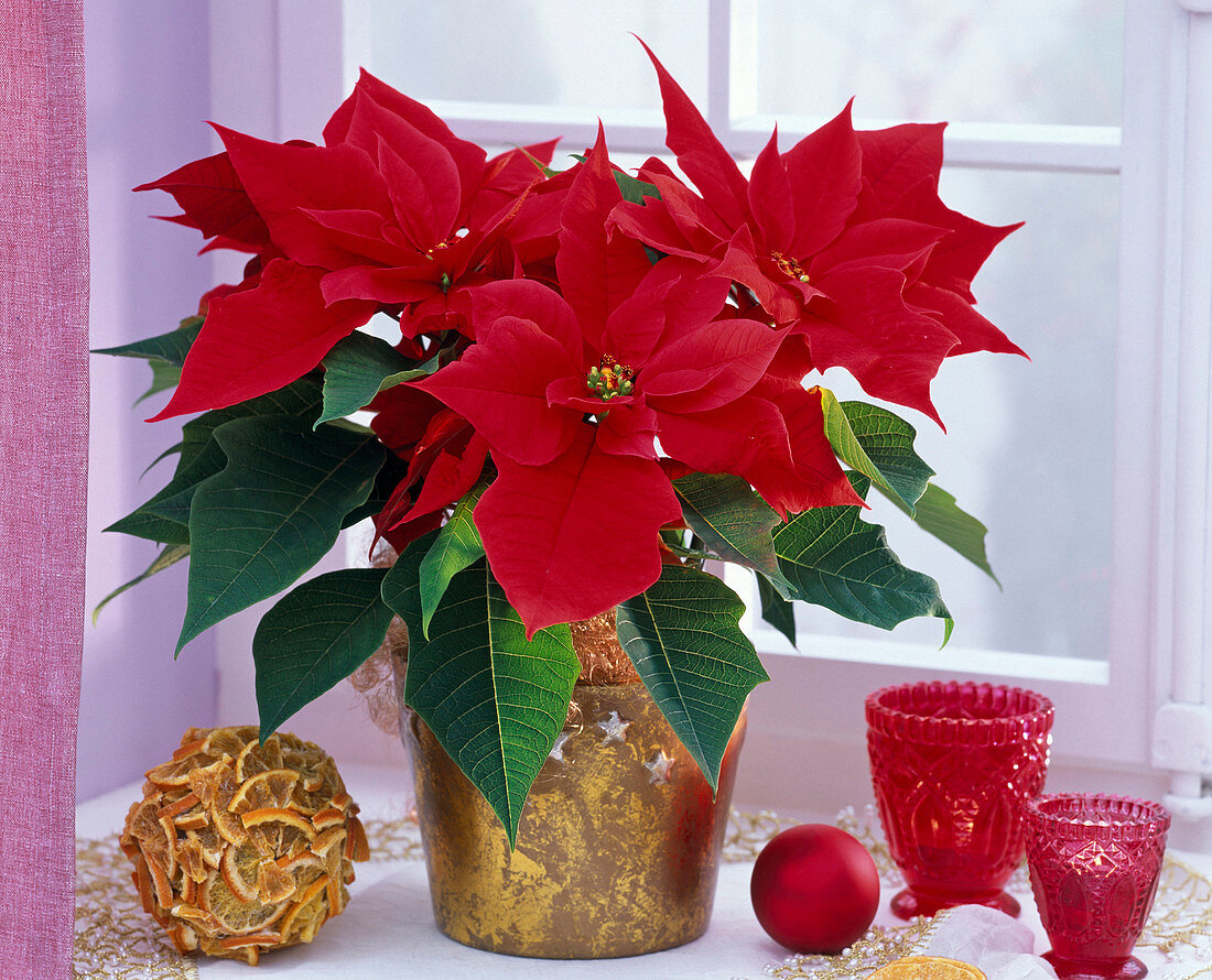 Red Euphorbia pulcherrima in golden planter at the window