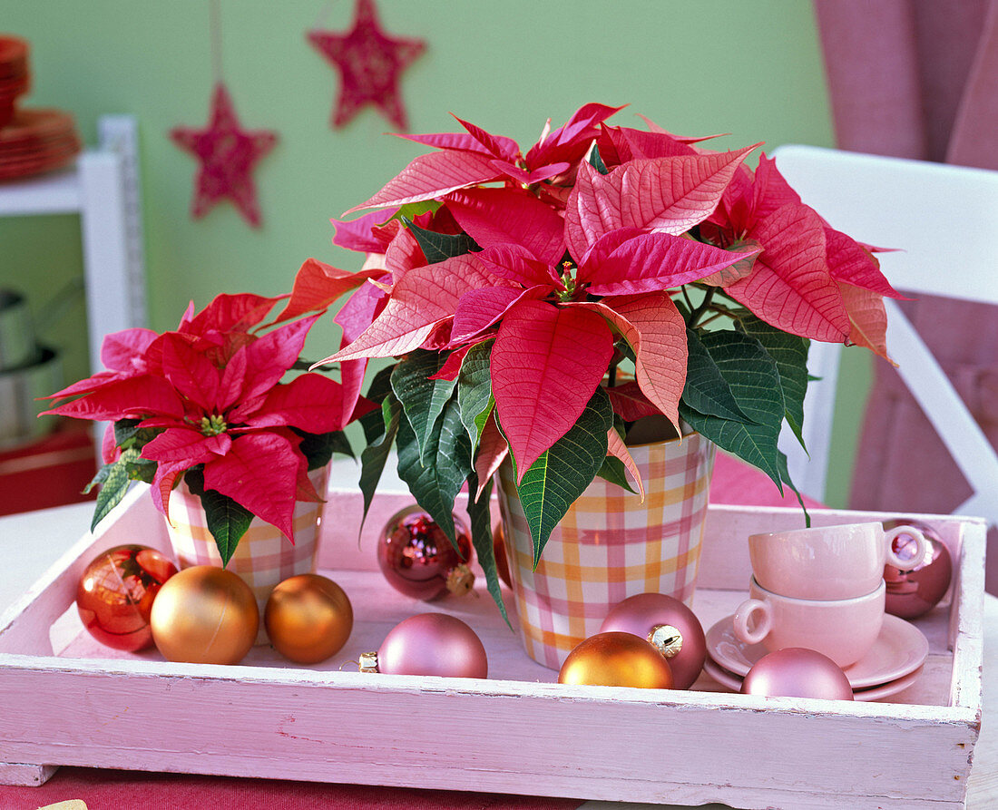 Euphorbia pulcherrima 'Freedom Pink'(Weihnachtssterne) in karierten Übertöpfen