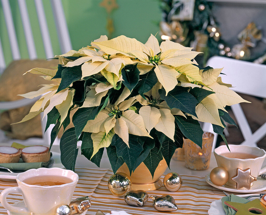 Weißer Euphorbia pulcherrima (Weihnachtsstern) auf dem Tisch, Teetassen