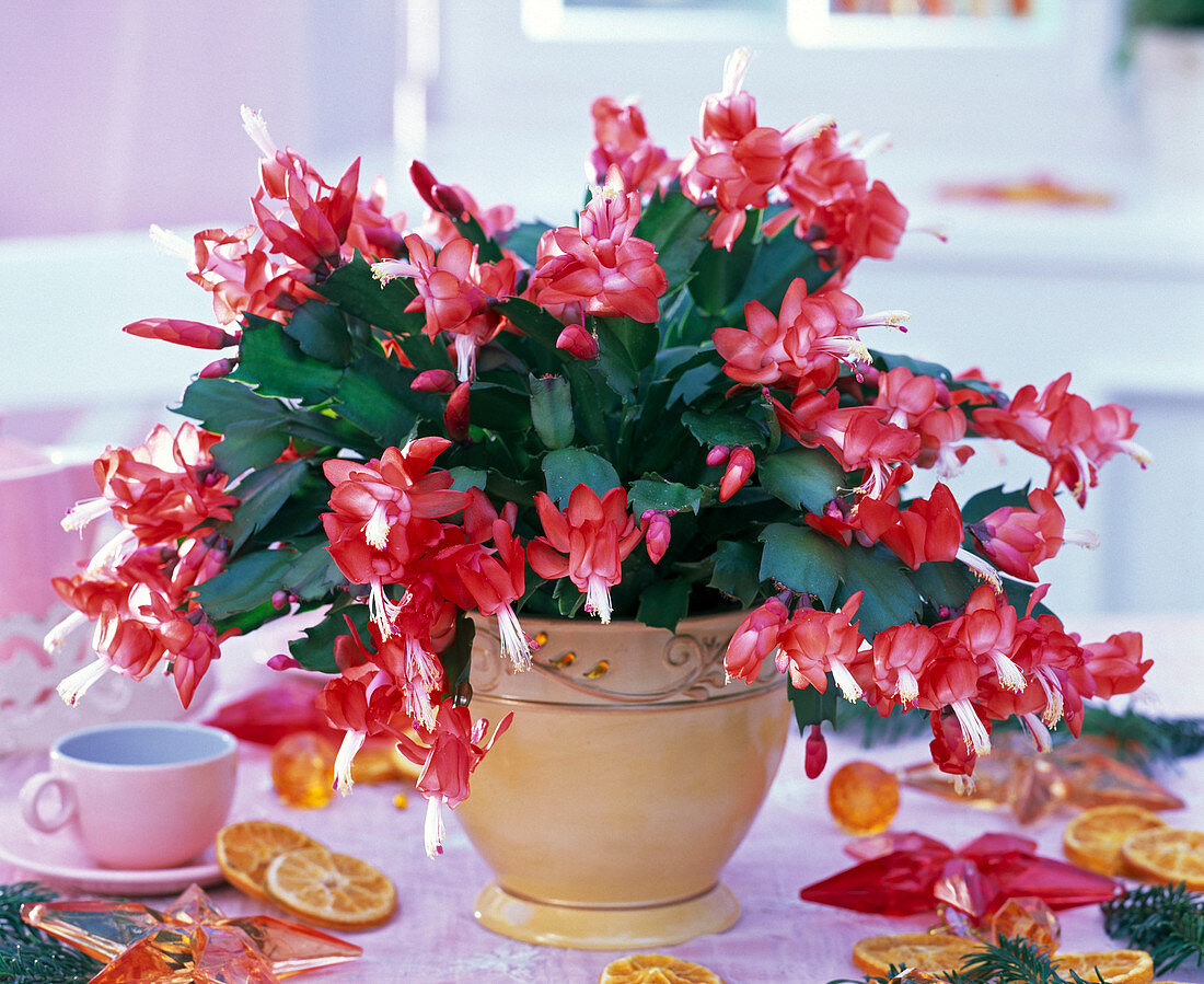 Schlumbergera on the table, dried slices