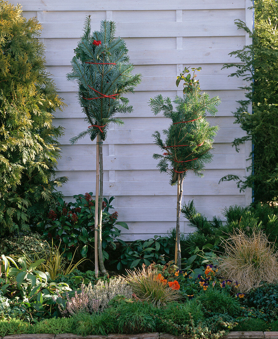 Hibernate rose stems