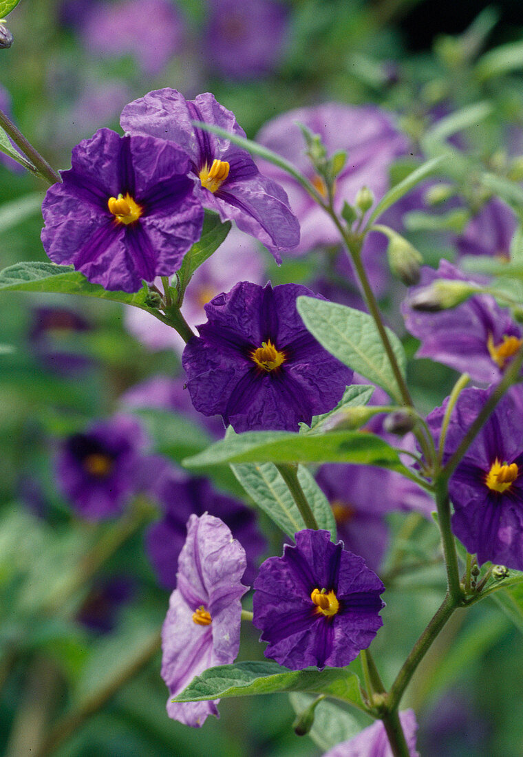 Blüten von Solanum rantonnetii syn. Lycianthes (Enzianbaum)