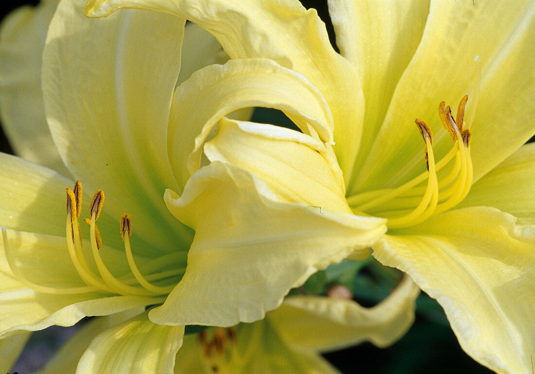 Hemerocallis hybrid 'Atlas' (Daylily)