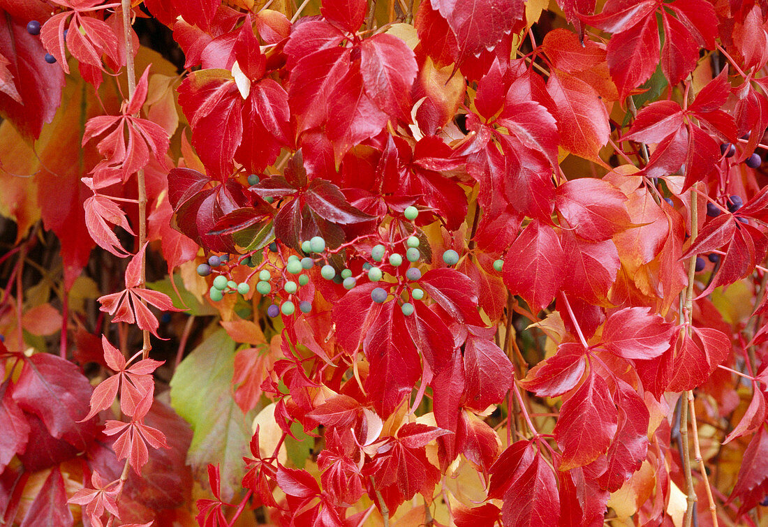 Parthenocissus quinquefolia (Wild Vine) in autumn colours