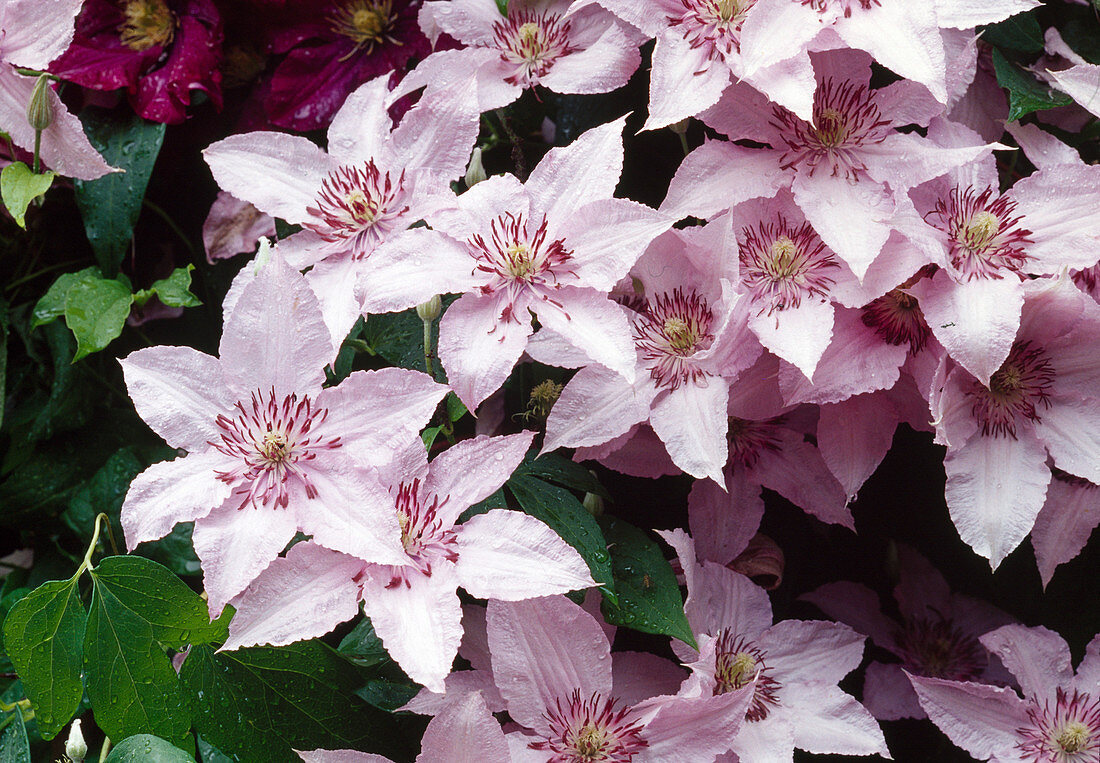 Clematis 'Hagley Hybrid' (Waldrebe)