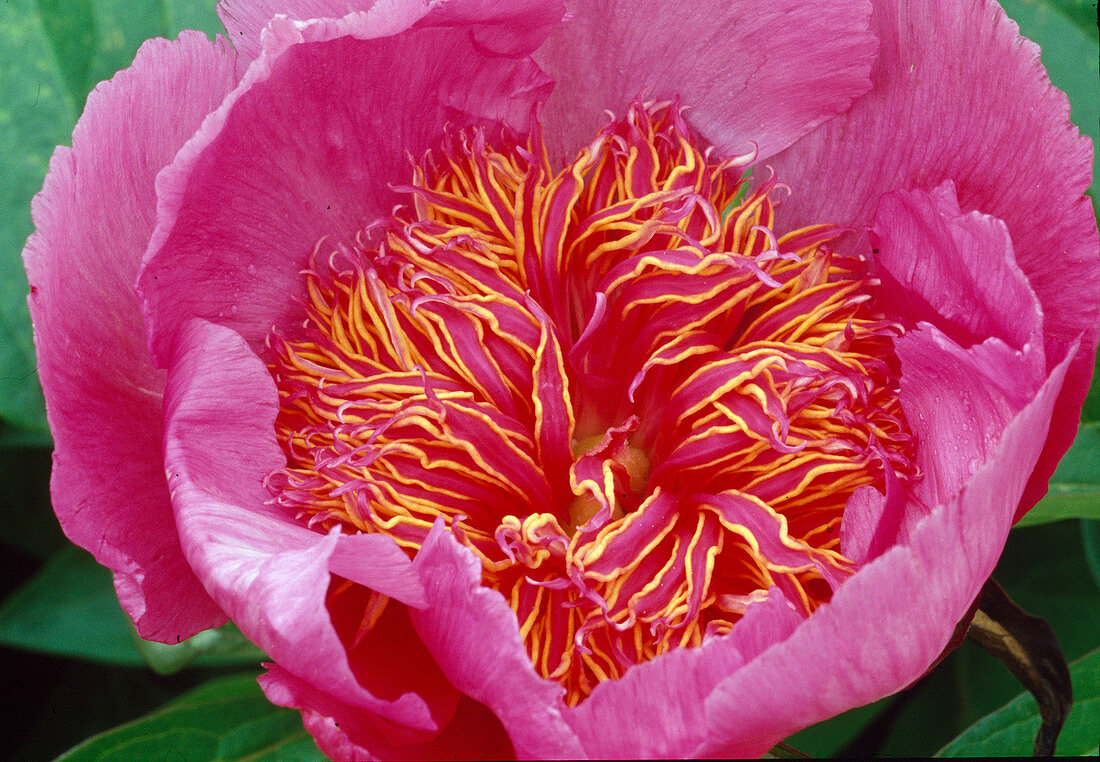 Flower of Paeonia lactiflora 'Neon' - (Peony)