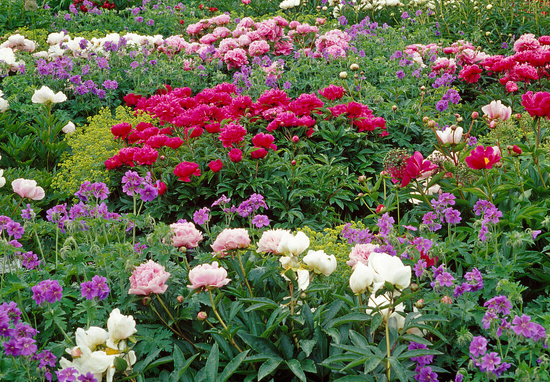 Paeonia lactiflora (peony) in bed with geranium