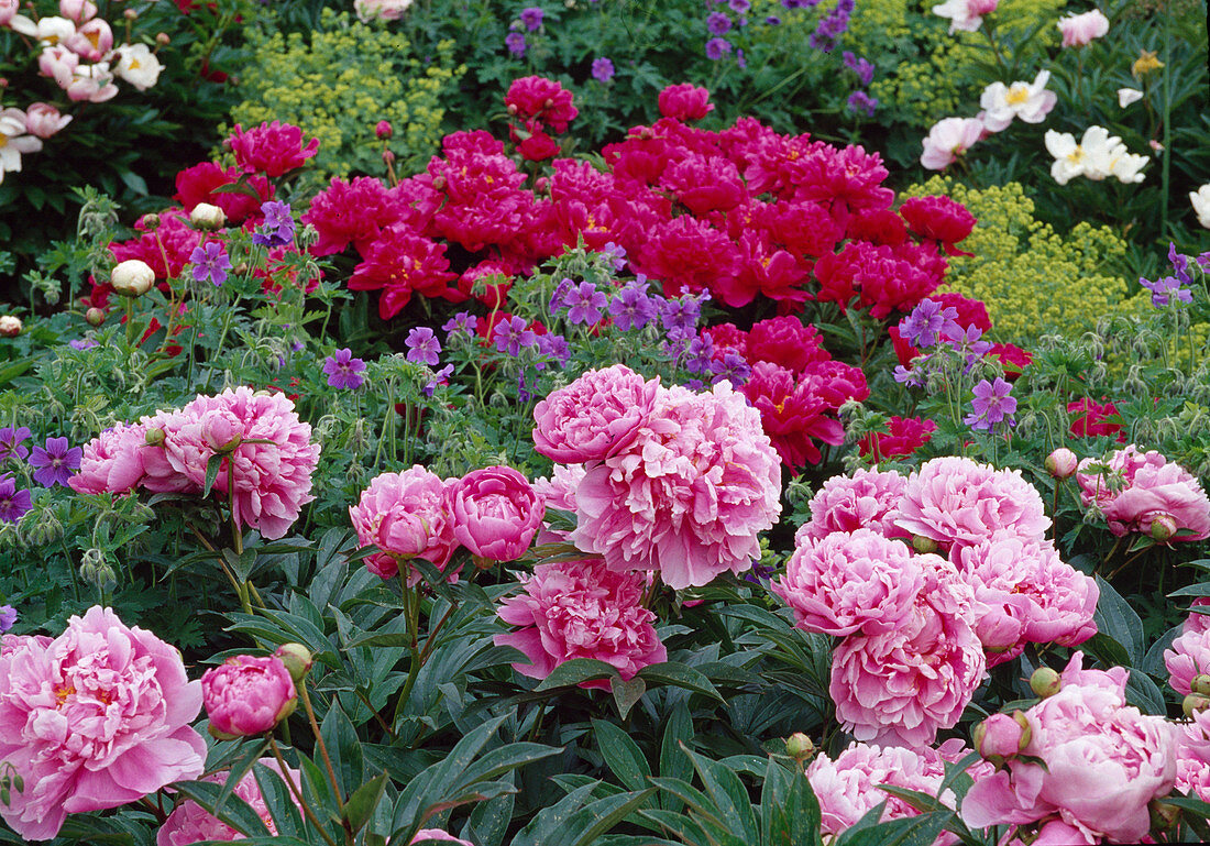 Paeonia lactiflora and officinalis 'Rosea Plena'(Peonies, pink and pink)