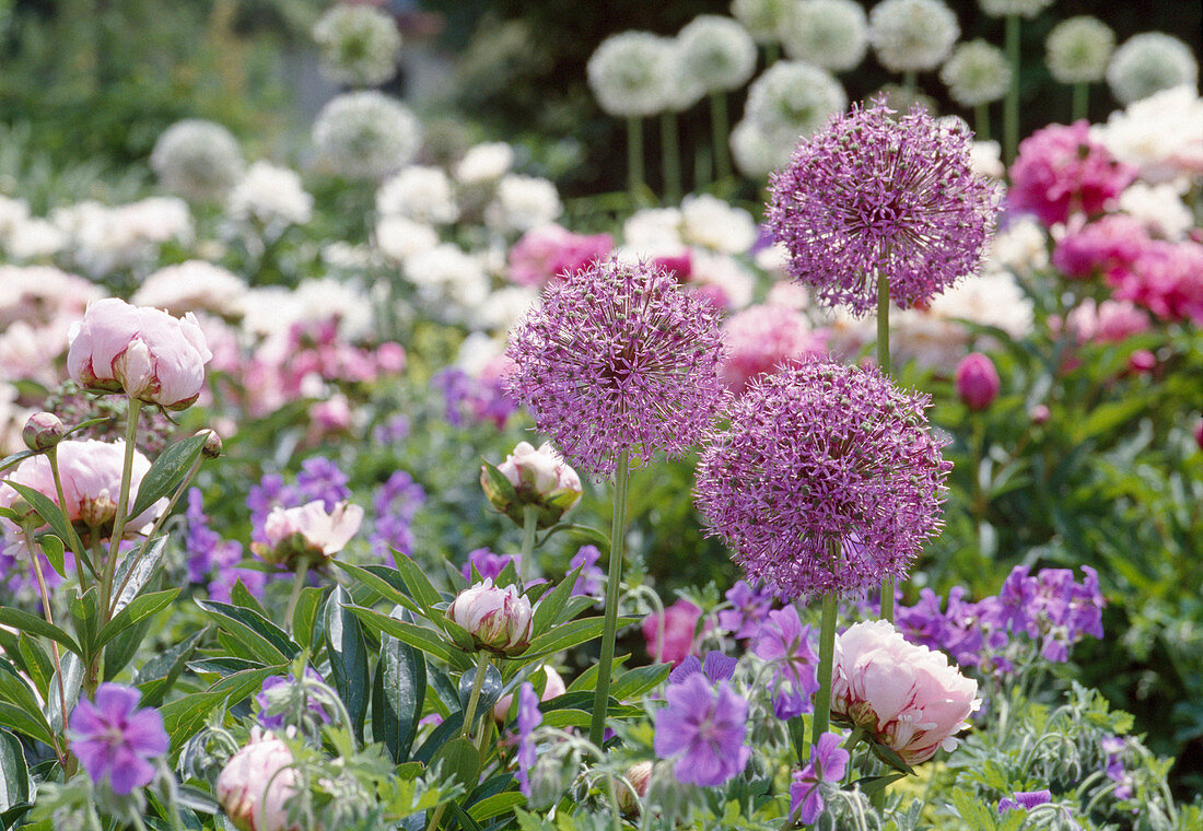 Allium aflatunense (Zierlauch) in Beet mit Paeonia lactiflora