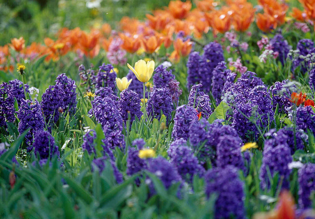 Blue Hyacinthus orientalis 'Blue Jacket' (Hyacinths) with yellow