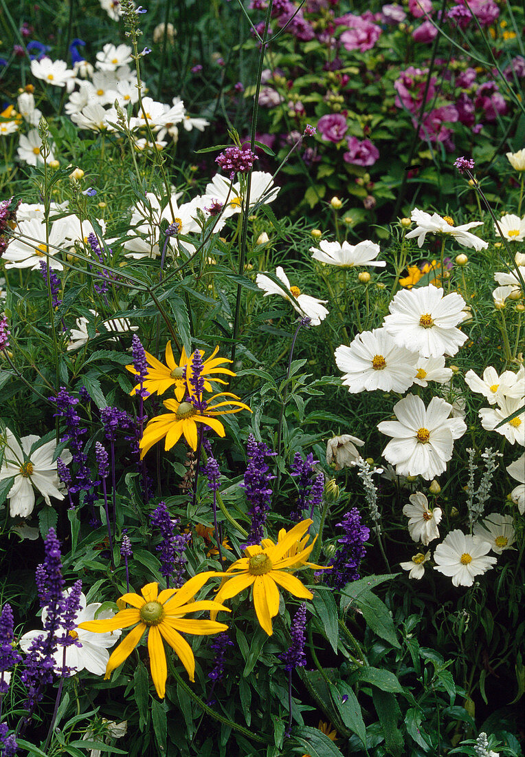 Rudbeckia hirta (ruddy coneflower), Cosmos bipinnatus