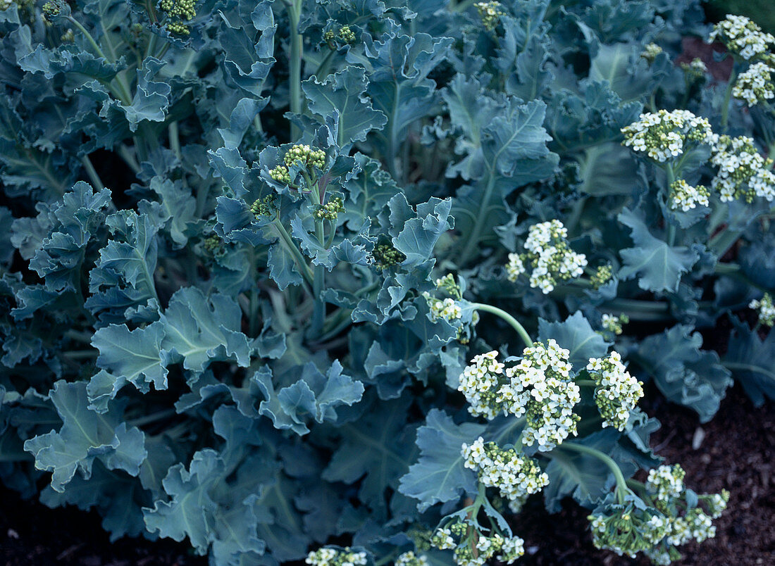 Crambe maritima (Meerkohl)