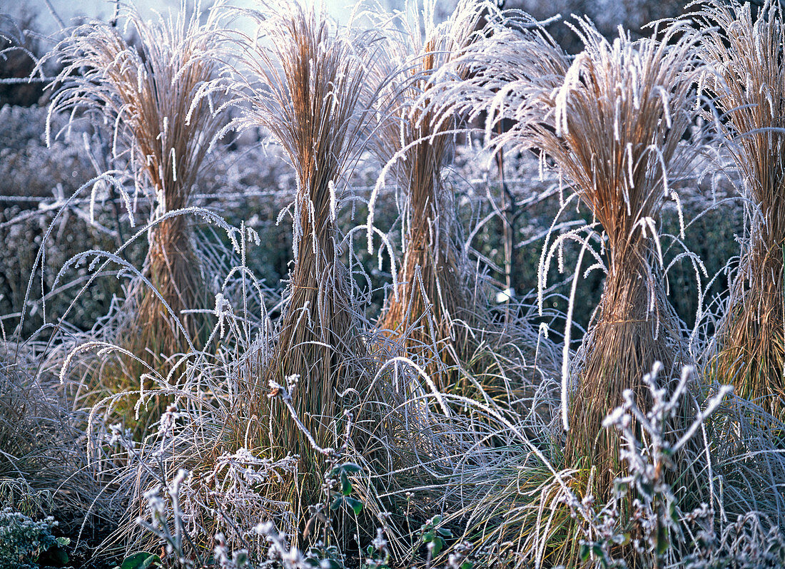 Miscanthus gracillimus (Zwergchinaschilf) im Beet