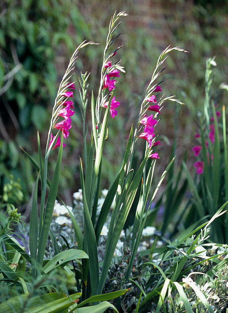 Gladiolus communis (gladioli)