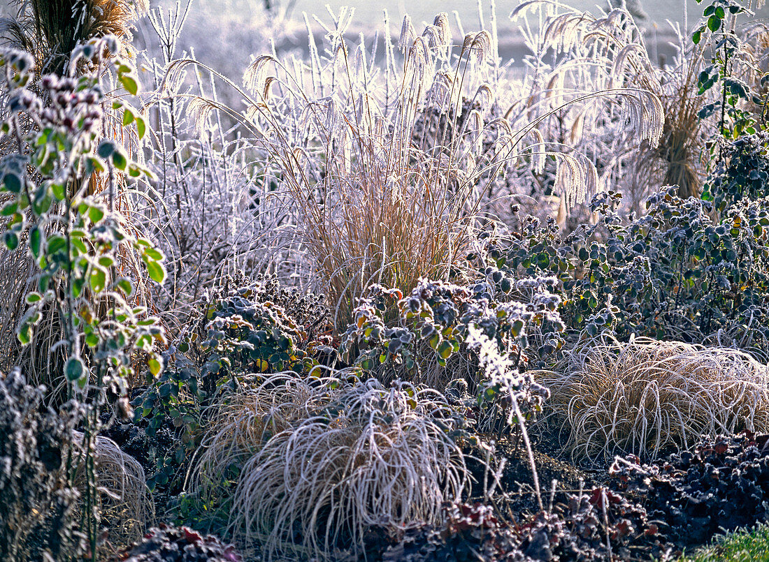 Pink (rose) and grass with hoarfrost