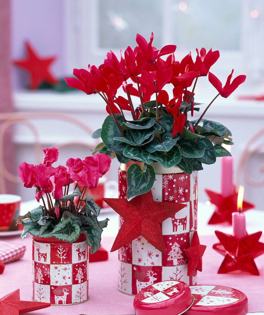 Cyclamen (Alpenveilchen) in rot und in mini in rot - weißen Dosen