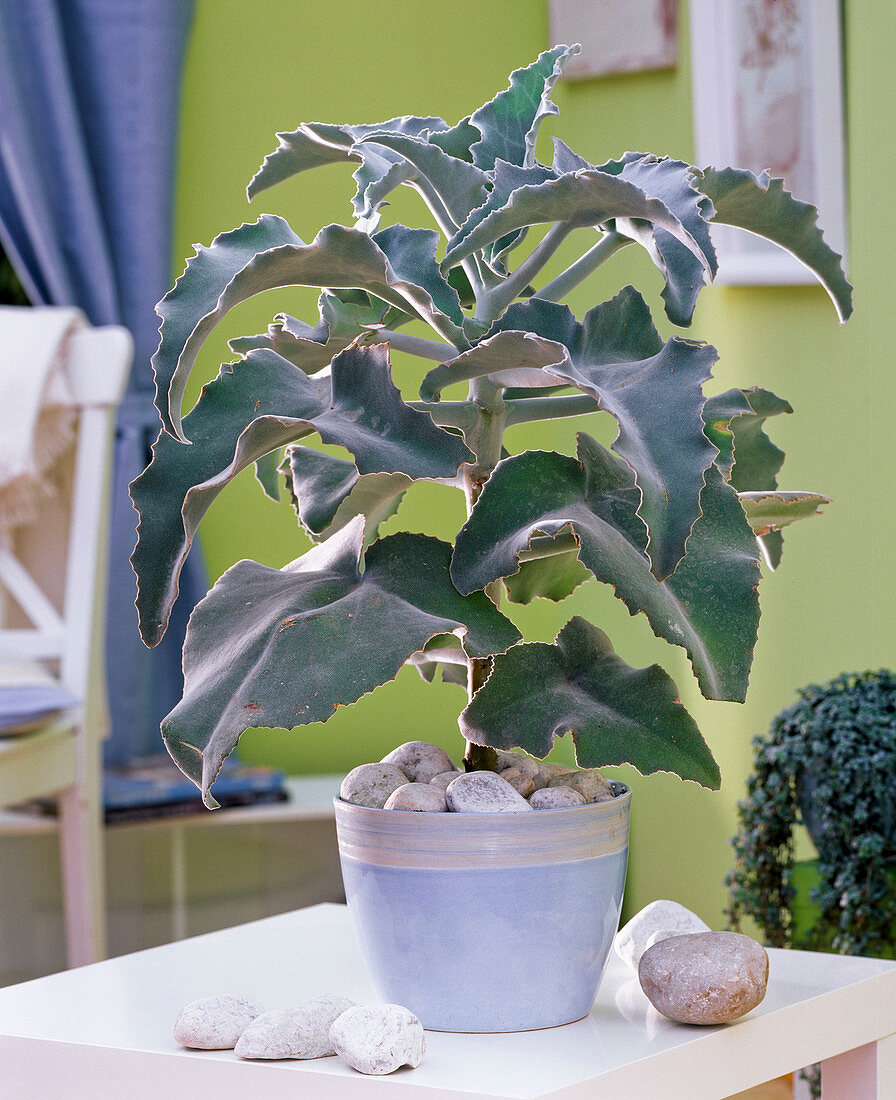 Kalanchoe beharensis with mulch layer of pebbles in light blue pot