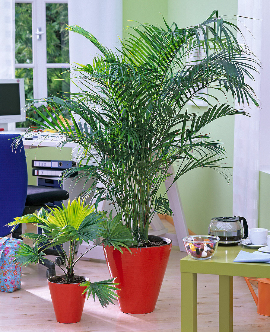 Chrysalidocarpus, Livistona in red pots