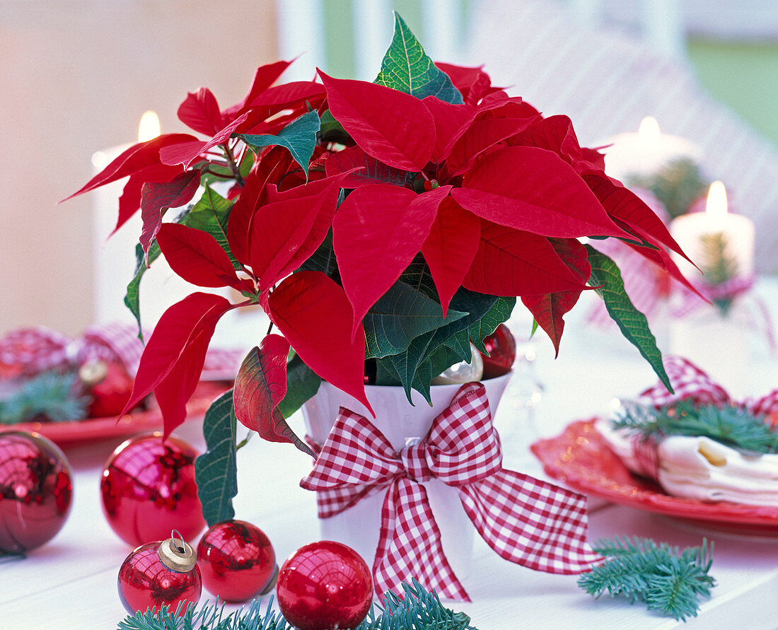 Euphorbia pulcherrima (poinsettia) with chequered bow, Christmas tree