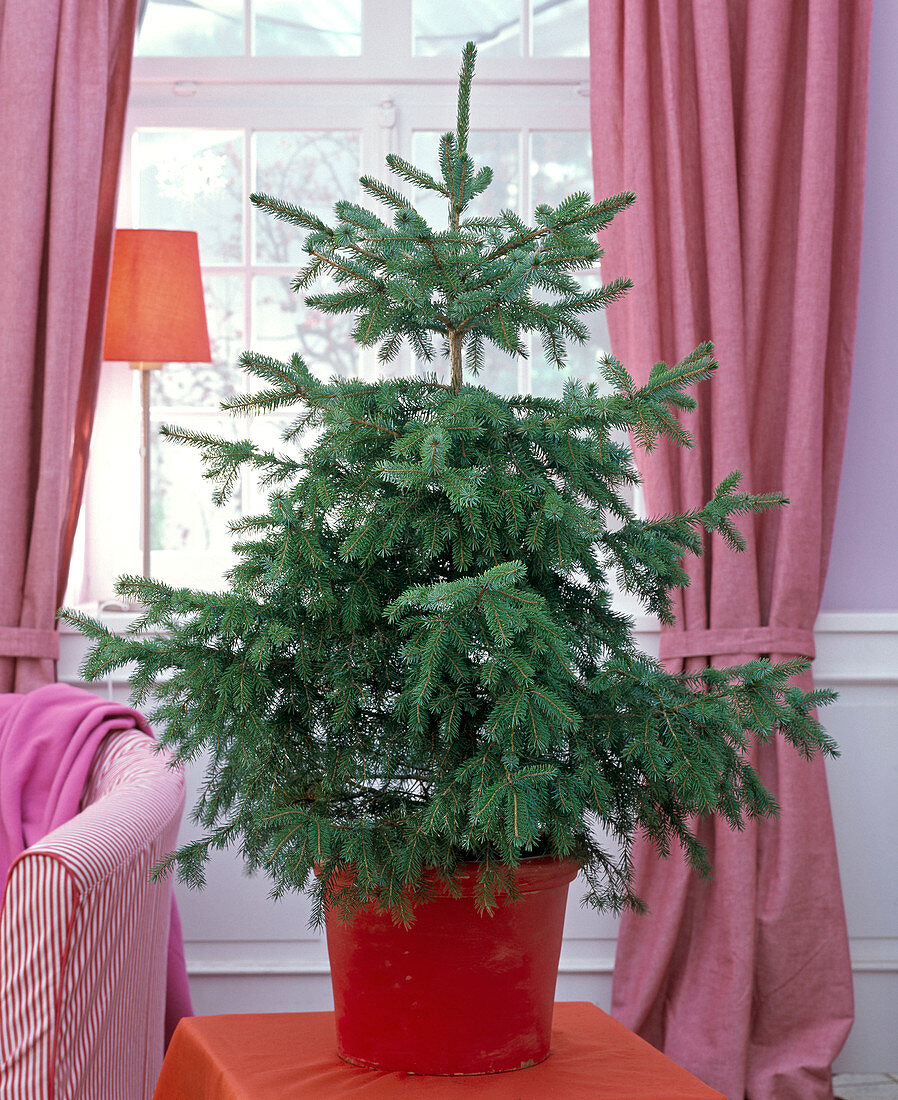 Picea omorika as Christmas tree, unadorned